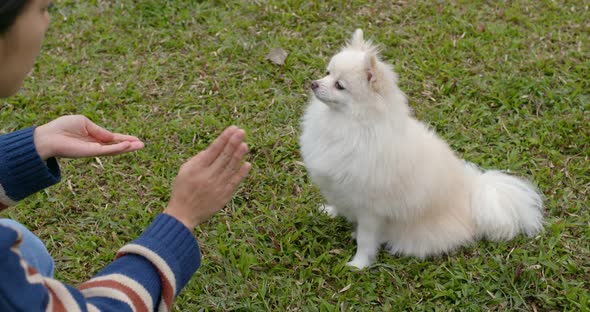 Woman Train with Her Pomeranian Dog