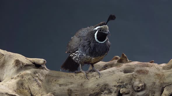 California Quail on Wooden Snag at Black Background. Close Up