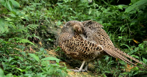 Rothschild Peacock Pheasant in The Park 