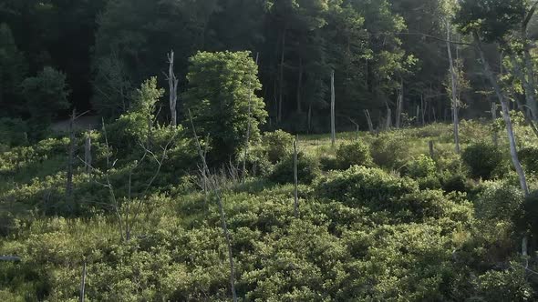 Beautiful Morning View Of Green Trees And Plants In A State Forest In Glastonbury, Connecticut With