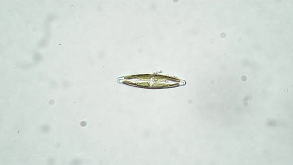 One Diatomaceous Algae Cymbella on a White Background in a Microscope