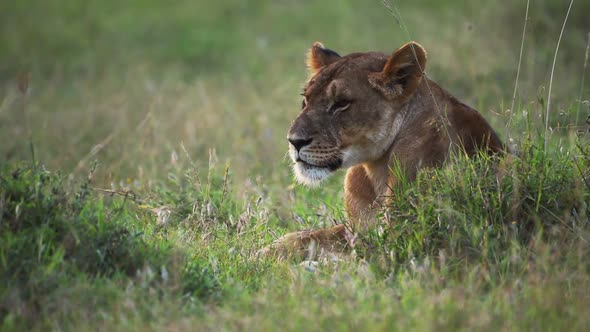 Lioness resting on a grassland in the Kenyan savannah, Africa