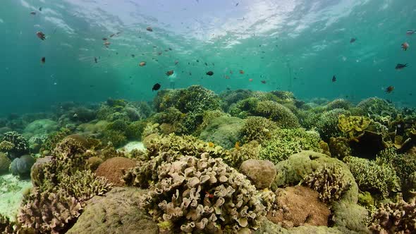 The Underwater World of a Coral Reef