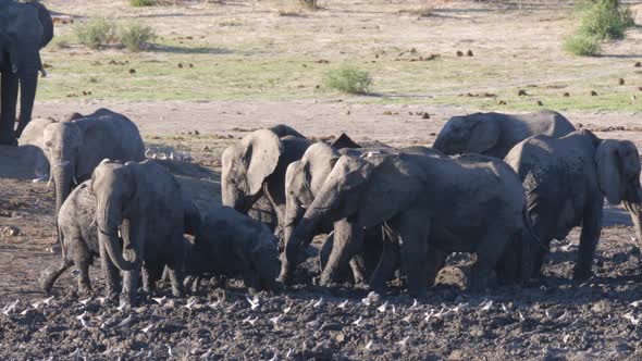 Herd of African Bush elephants enjoying an almost dry mud bath