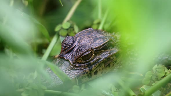 Spectacled Caiman (caiman crocodilus), Baby Animals in Costa Rica, Close Up Portrait of Rainforest W