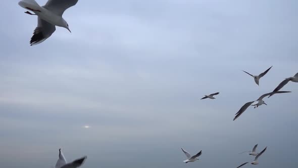 Seagulls Flying In The Gray Clean Sky. Close Up Flock Of Birds Flies Slow Motion. 6