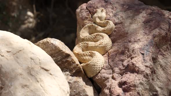 Desert Adder Snake Resting On Rock Basking In The Sun