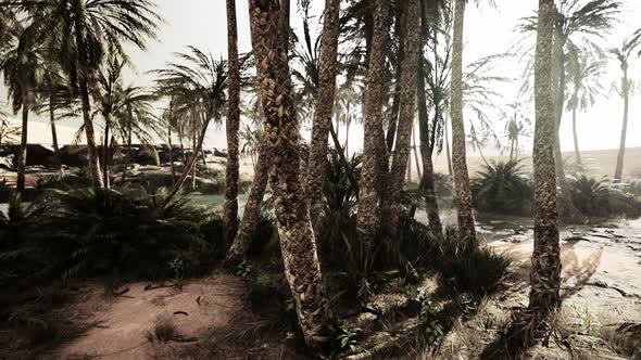 The Palms Oasis Trail is One of Many Popular Hikes in National Park