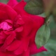 beautiful rose - VideoHive Item for Sale