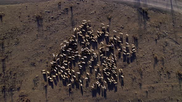 herd of sheep on the slopes of the Altai Mountains