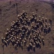 herd of sheep on the slopes of the Altai Mountains - VideoHive Item for Sale