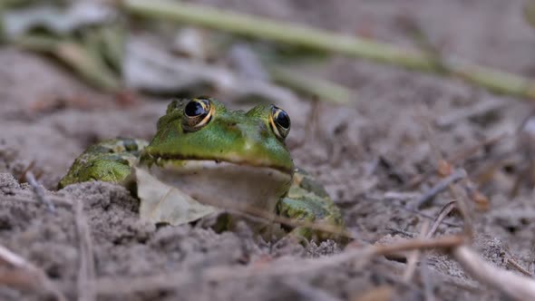 Frog Funny Looks at Camera. Portrait of Green Toad Sits on the Sand.