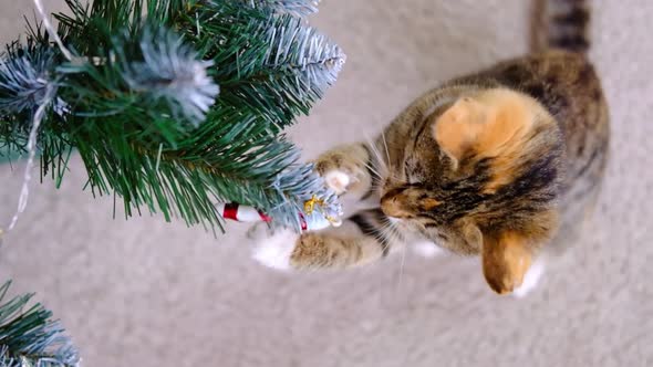 Tabby Striped Grey and Red Kitty Plays with Christmas Candy Toy on New Year Tree in the Room