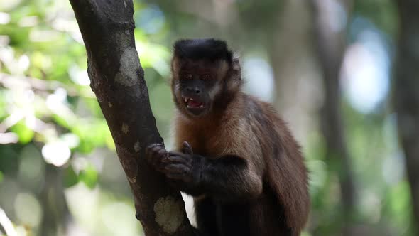 Capuchin Monkey in jungle eating in trees