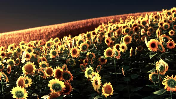 Sunflower Fields in Warm Evening Light