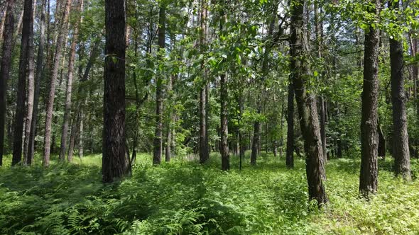 Trees in the Forest By Summer Day