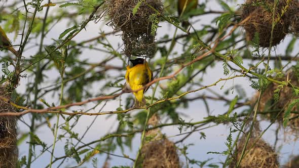 980336 Lesser Masked Weaver, ploceus intermedius, Male standing on Nest, in flight, Flapping wings,