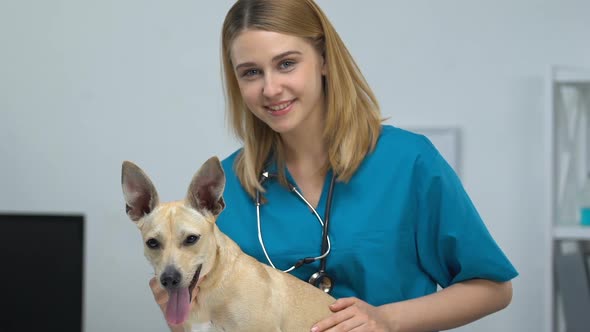 Happy Pet Clinic Worker Stroking Cute Dog Looking at Camera, Veterinary Medicine