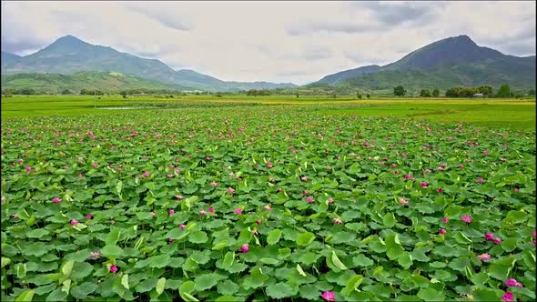 Drone Flies Over Wide Lotus Field Against Mountains