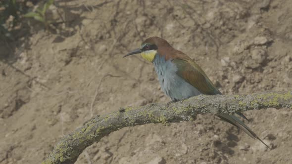 European Beeeater or Merops Apiaster