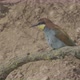European Beeeater or Merops Apiaster - VideoHive Item for Sale