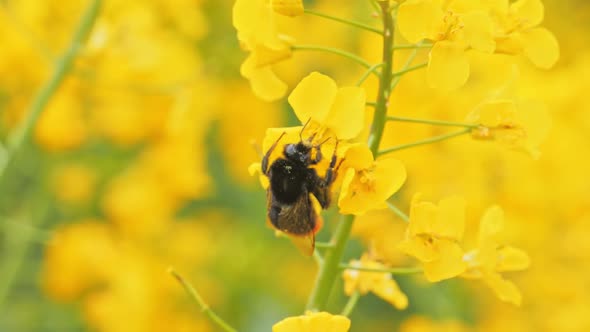 Closeup of Bumblebee and Blooming Yellow Canola Flowers Plant