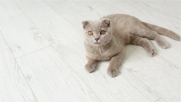 Scottish Fold Purple Kitten Rests On The Floor