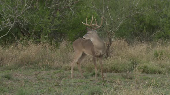 whitetail deer in texas