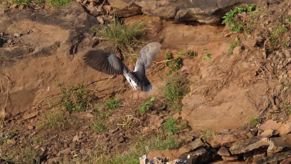 Cape Turtle dove, Streptopelia capicola, Pair in courtship display, in Flight