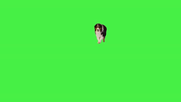 Australian Shepherd Walking Slowly on Camera on a Green Screen Chroma Key