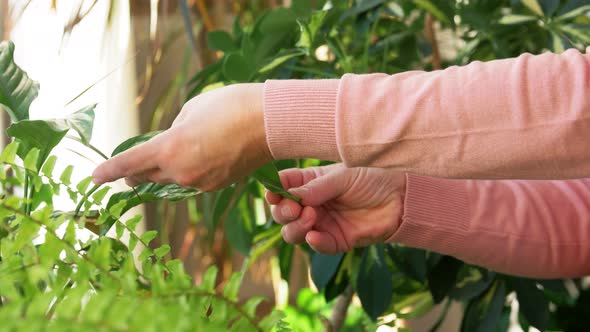 Senior Woman Takes Care of Houseplant at Home