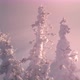 Snow Firs with Frozen Branches Swaying in Wind in Pink Morning Sky - VideoHive Item for Sale