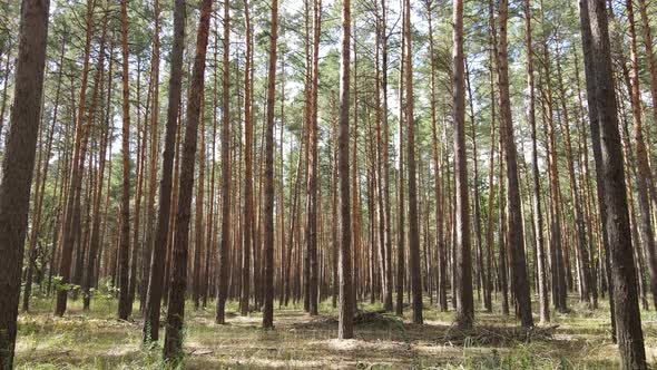 Landscape Inside the Forest with Pine Trees