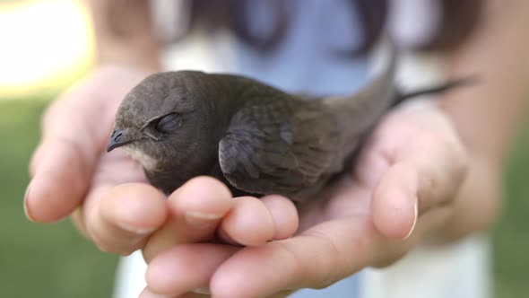 Bird in Woman Hands Outdoors on Nature