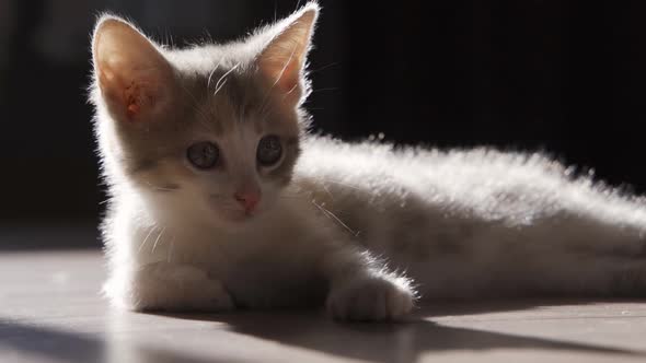 A Cute Grey Tabby Kitten Lies and Rests on the Floor of the House in the Rays of Sunlight Looks at