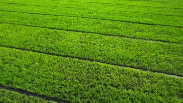 4K Aerial Wide view of Beautiful green rice fields in the rural of Thailand