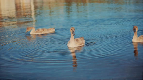 Gray Young Swans With His Head Under Water.Elegant Gray Or Brown Swans On The River In Winter Water.