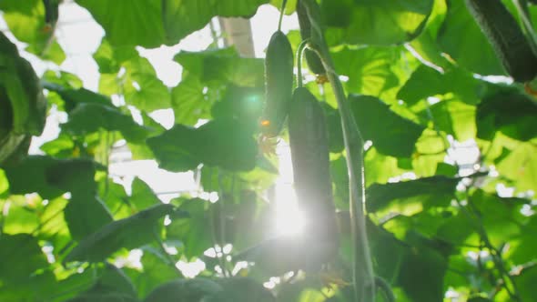 Closeup of Beautiful Fresh Cucumbers Hanging on Branches