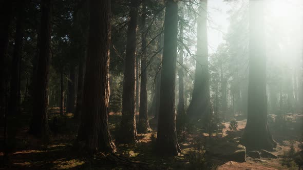 Giant Sequoia Trees at Summertime in Sequoia National Park, California alt