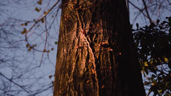 Evening Sunlight Spot Falling on Wide Dark Brown Tree Trunk