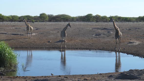 Three giraffe around a waterhole