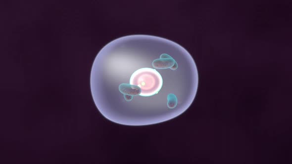 Scientific animated video of mitochondria