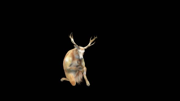 Deer Dancing HD