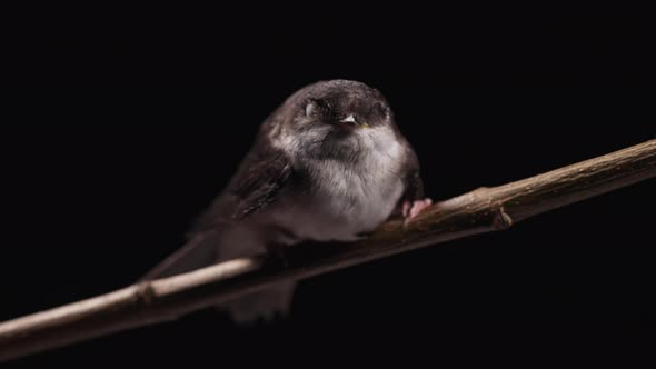 Whitethroated Swallow  Hirundo Rustica Sitting on Wooden Branch and Rests