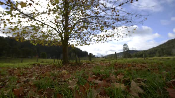 Time-lapse of autumn afternoon with leaves falling off a tree in the middle of a field