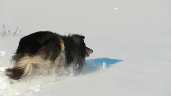 Shetland Sheepdog Sheltie Collie Playing Outdoor In Snow