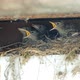 Feeding and defecation of Redstart nestling in the nest. - VideoHive Item for Sale