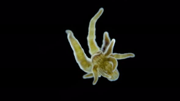 Larva of Sea Anemone Actiniaria Under Microscope Class Anthozoa Phylum Cnidaria