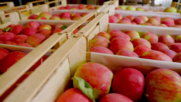 Boxes with Apples Closeup