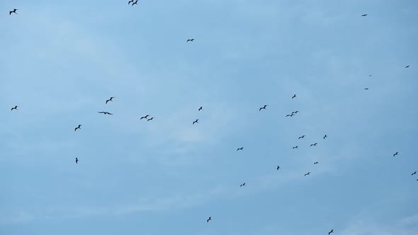 Magnificent Frigatebird (Frigate Bird, fregata magnificens) Flying High in the Air, a Big Flock of H